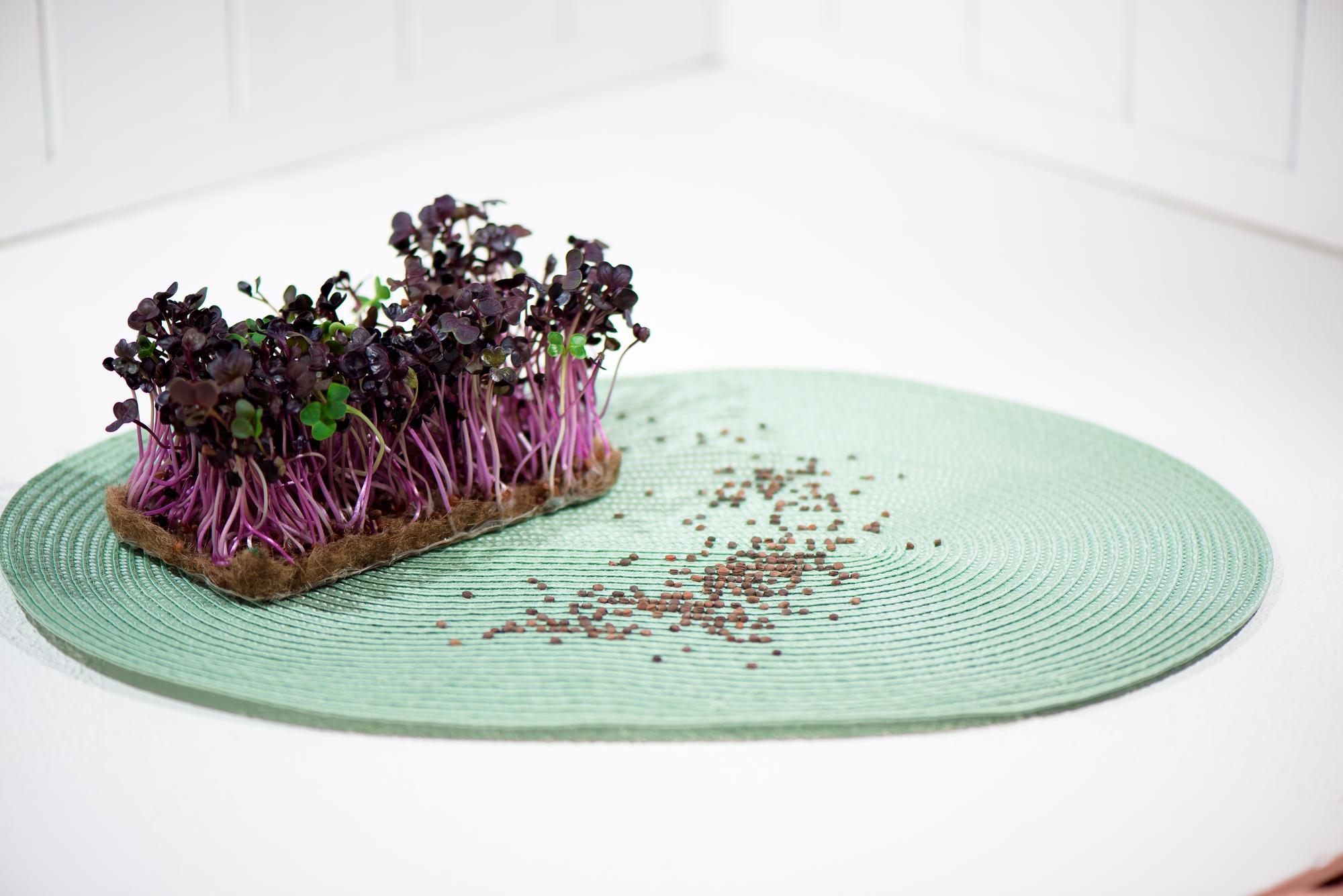 tasting plate with microgreens and gel
